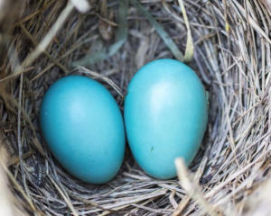 2017-01-25 19_50_09-Selective Focus Photography2 Blue Egg on Nest · Free Stock Photo
