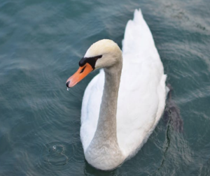 2017-02-18 20_36_16-Orange Beak White Duck on Bodies of Water during Daytime · Free Stock Photo