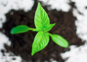 2017-06-04 06_49_18-Free stock photo of agriculture, ball-shaped, ecology