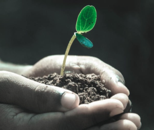 2017-07-10 09_55_34-Free stock photo of hands, macro, plant