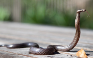 2017-09-10 10_02_39-Brown Snake · Free Stock Photo