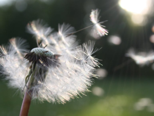 2018-01-14 14_06_04-Free stock photo of blowball, dandelion, dandelion seed