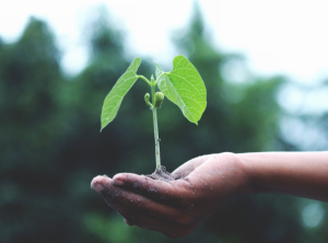 2018-06-10 21_23_06-Plant Pictures · Pexels · Free Stock Photos