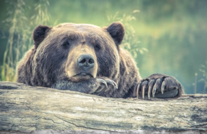 2018-07-01 06_38_25-167 Incredible Bear Pictures · Pexels · Free Stock Photos