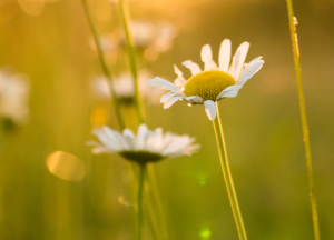 2018-11-04 20_52_08-White daisies bathed in sunlight photo by Daniel Weiss (@dweiss002) on Unsplash