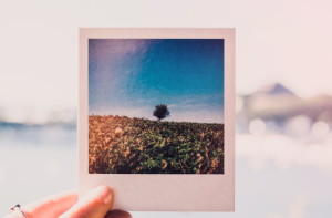 2019-08-29 19_17_52-Person Holding Photo of Single Tree at Daytime · Free Stock Photo
